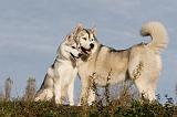SIBERIAN HUSKY 767